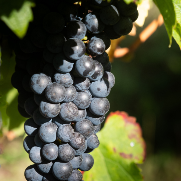 Fédération des Vins de la Corrèze 
